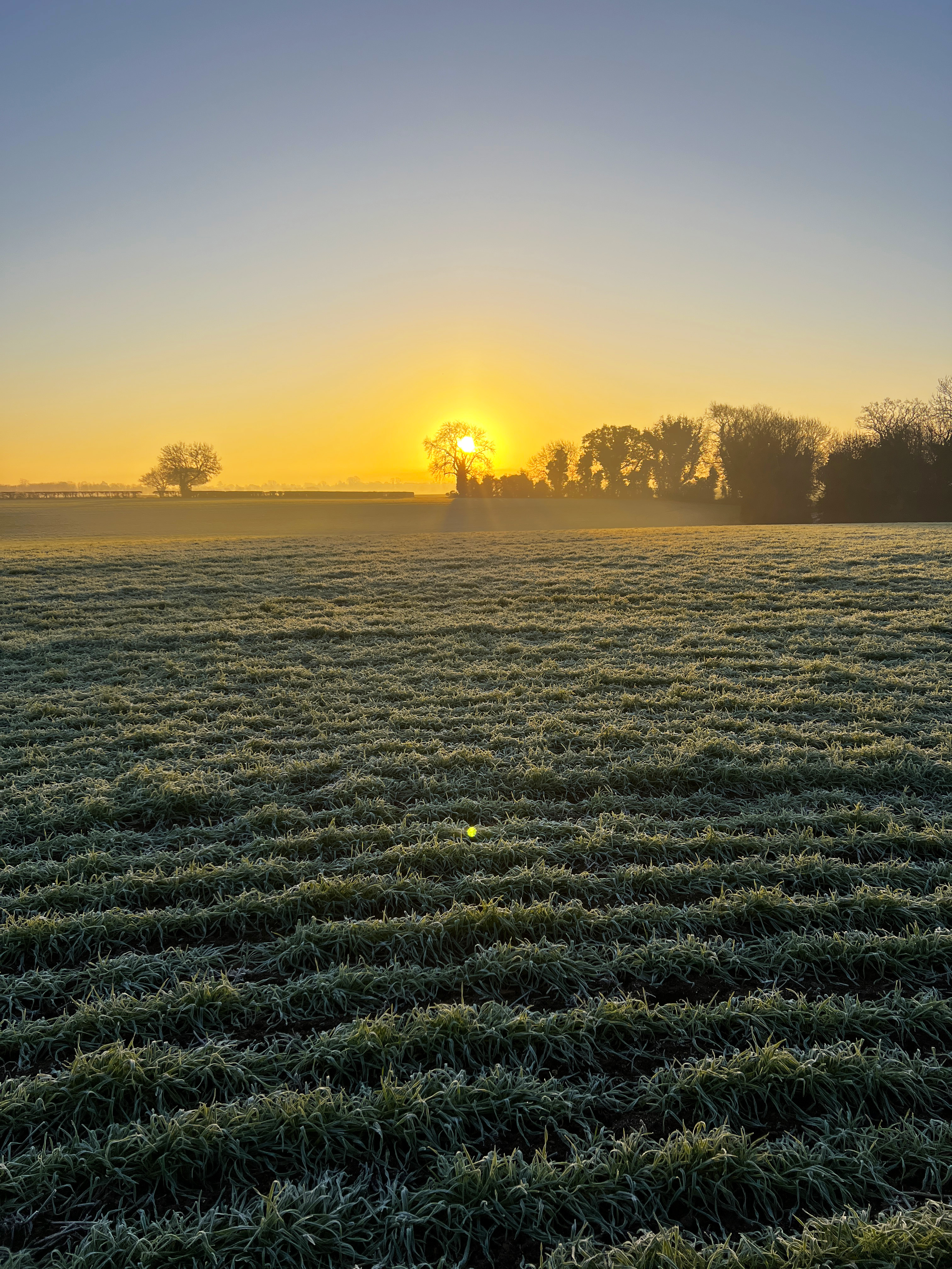 Sunrise on the new commute, through wheat fields